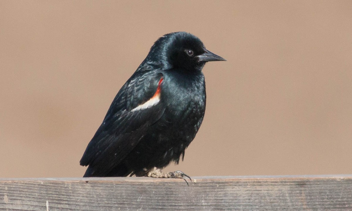 Tricolored Blackbird - ML86187881