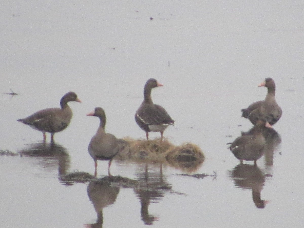 Greater White-fronted Goose - ML86189281