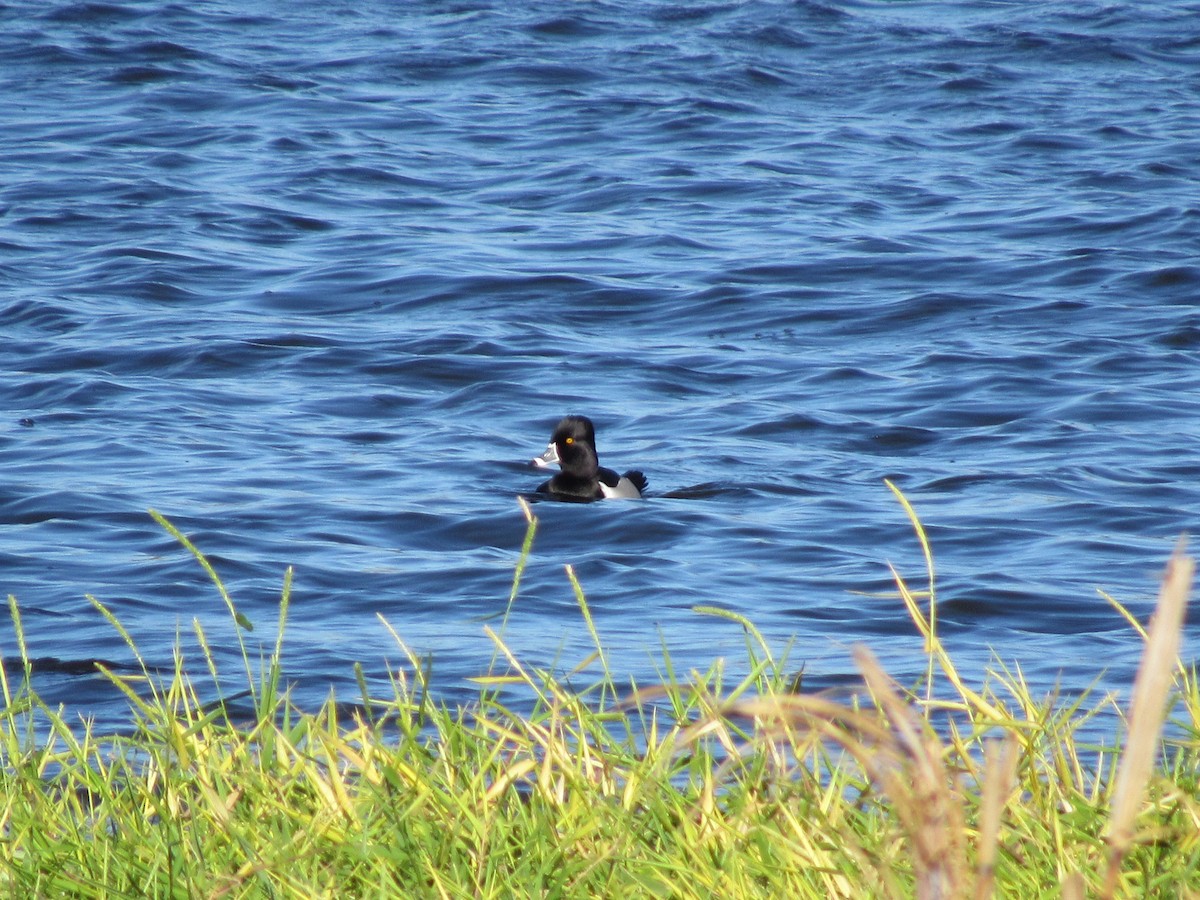 Ring-necked Duck - Oscar Bermúdez Collado