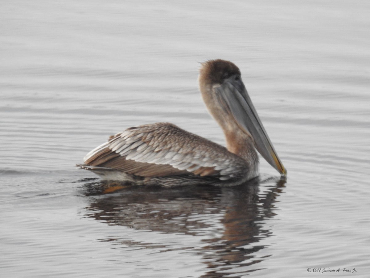 pelikán hnědý - ML86190971