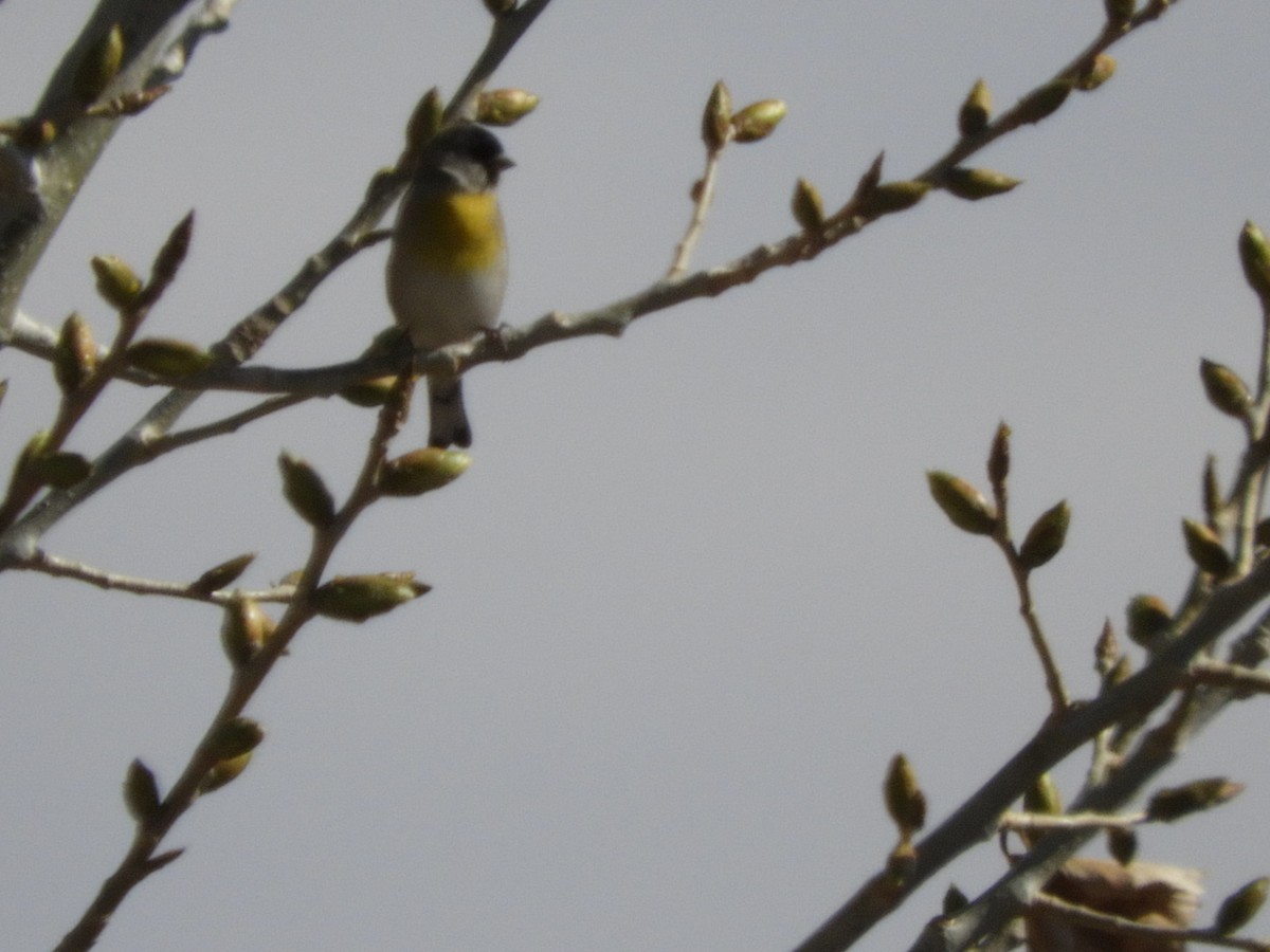 Lawrence's Goldfinch - ML86192251