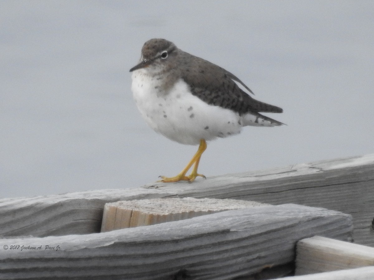 Spotted Sandpiper - ML86192451