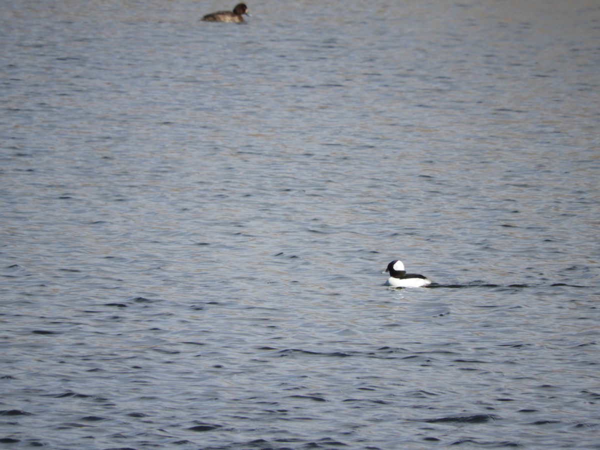 Bufflehead - ML86193051