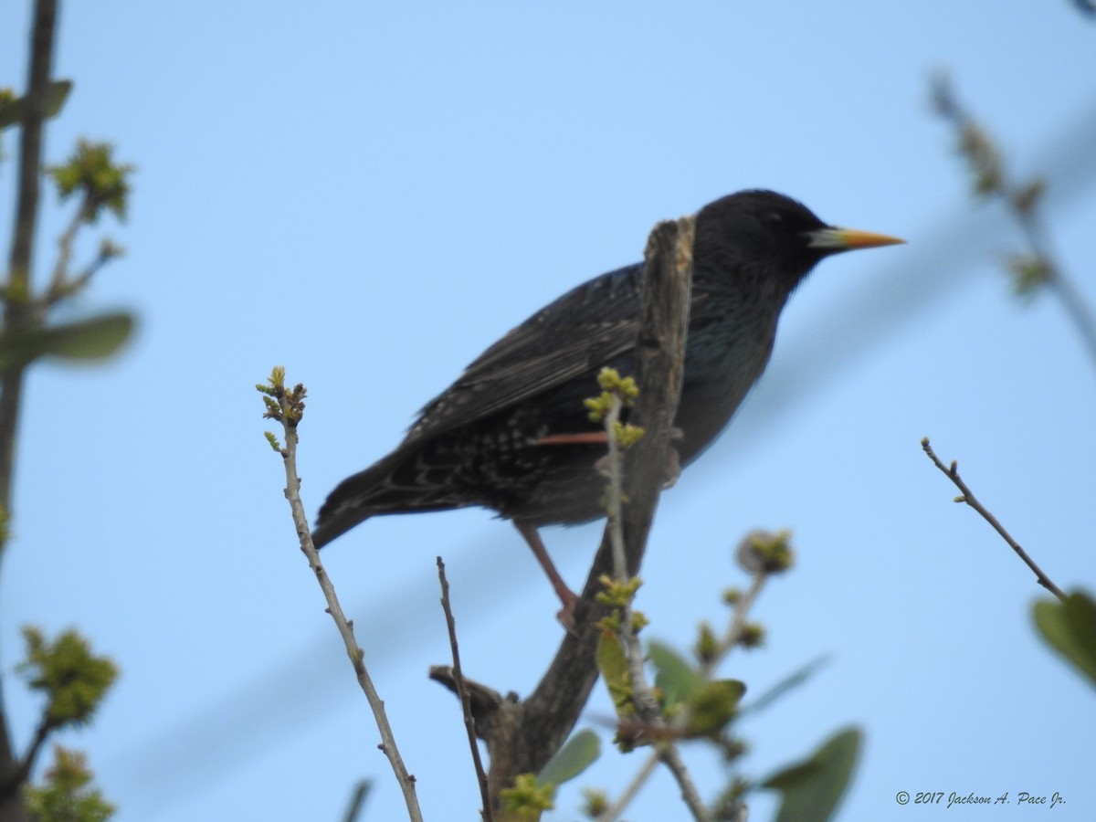 歐洲椋鳥 - ML86193681