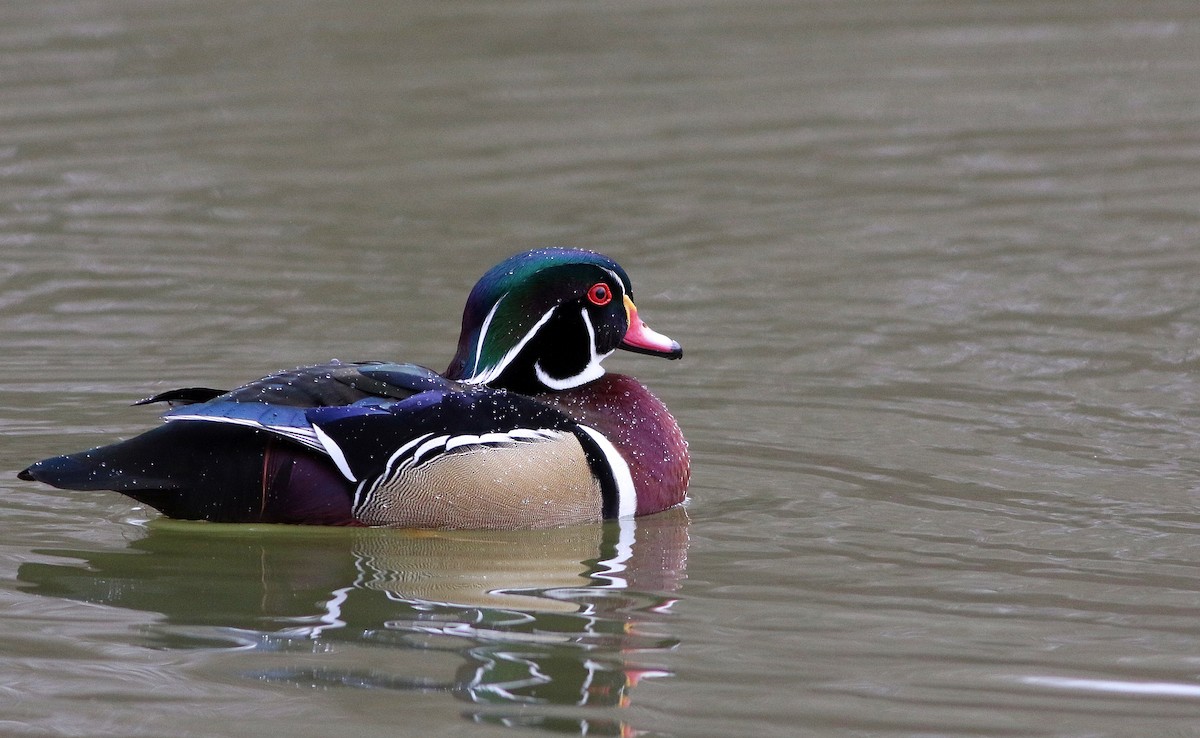 Wood Duck - Matthew Brown