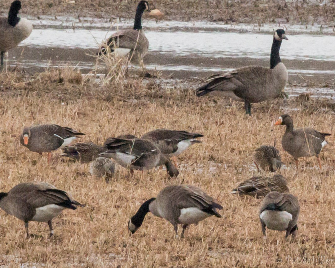 Greater White-fronted Goose - Pat Schiller