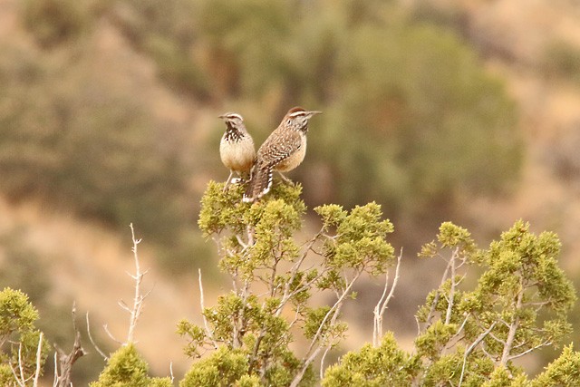 Cactus Wren - Gary Botello