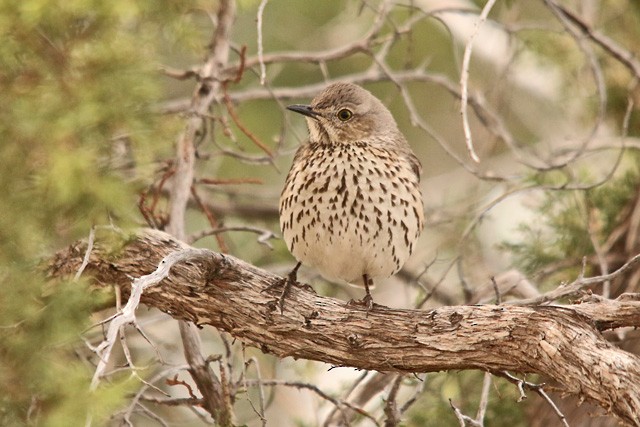 Sage Thrasher - ML86195721