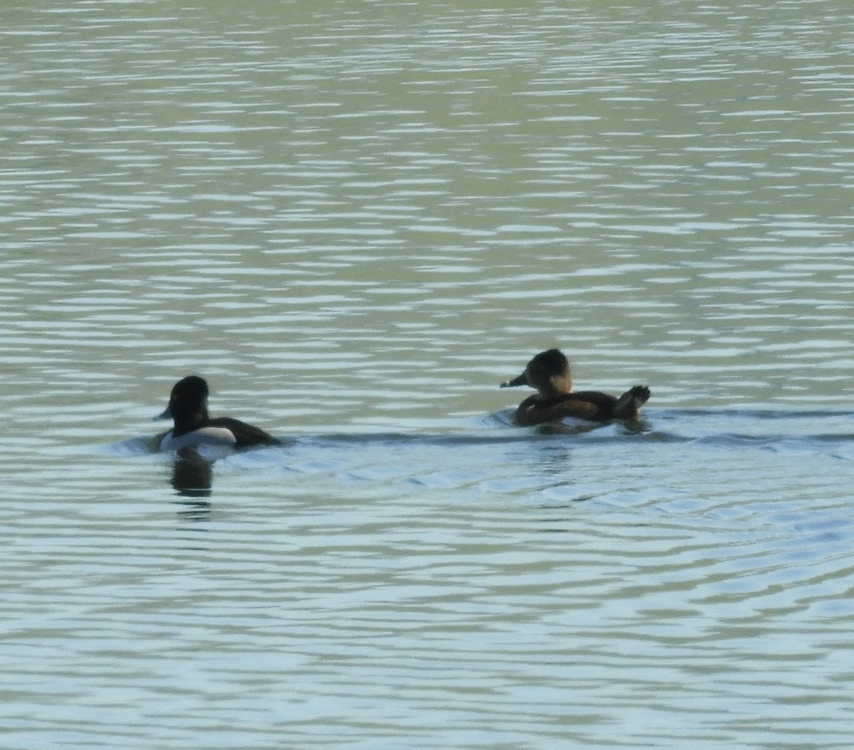 Ring-necked Duck - ML86196951