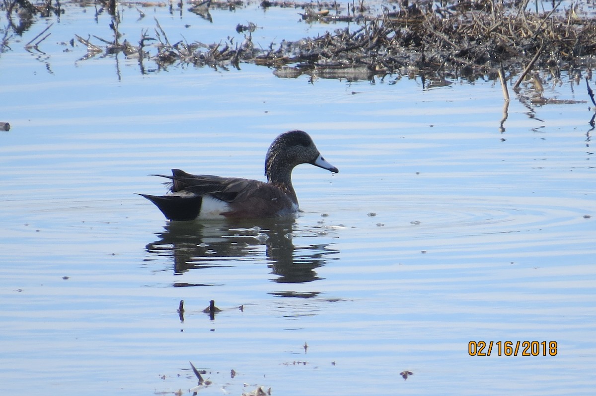 American Wigeon - ML86197171