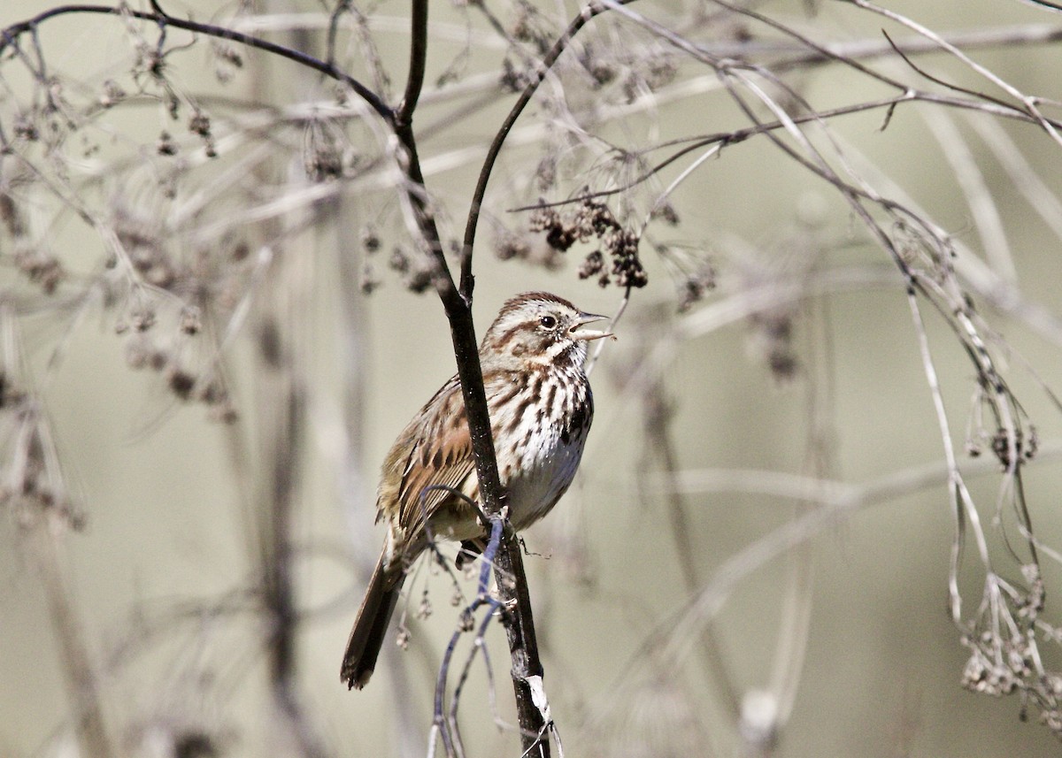 Song Sparrow - ML86197201