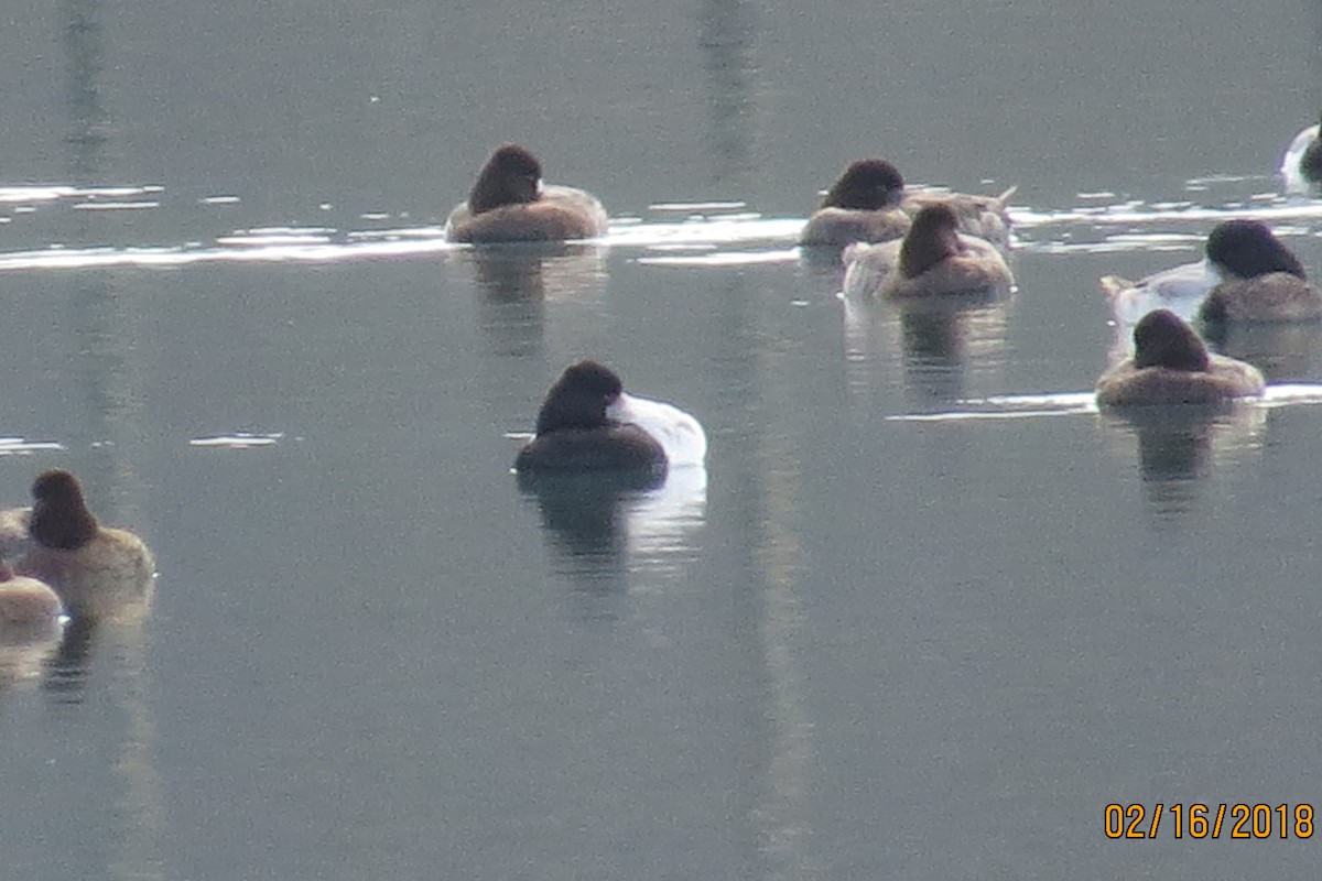 Lesser Scaup - Bill Palmer