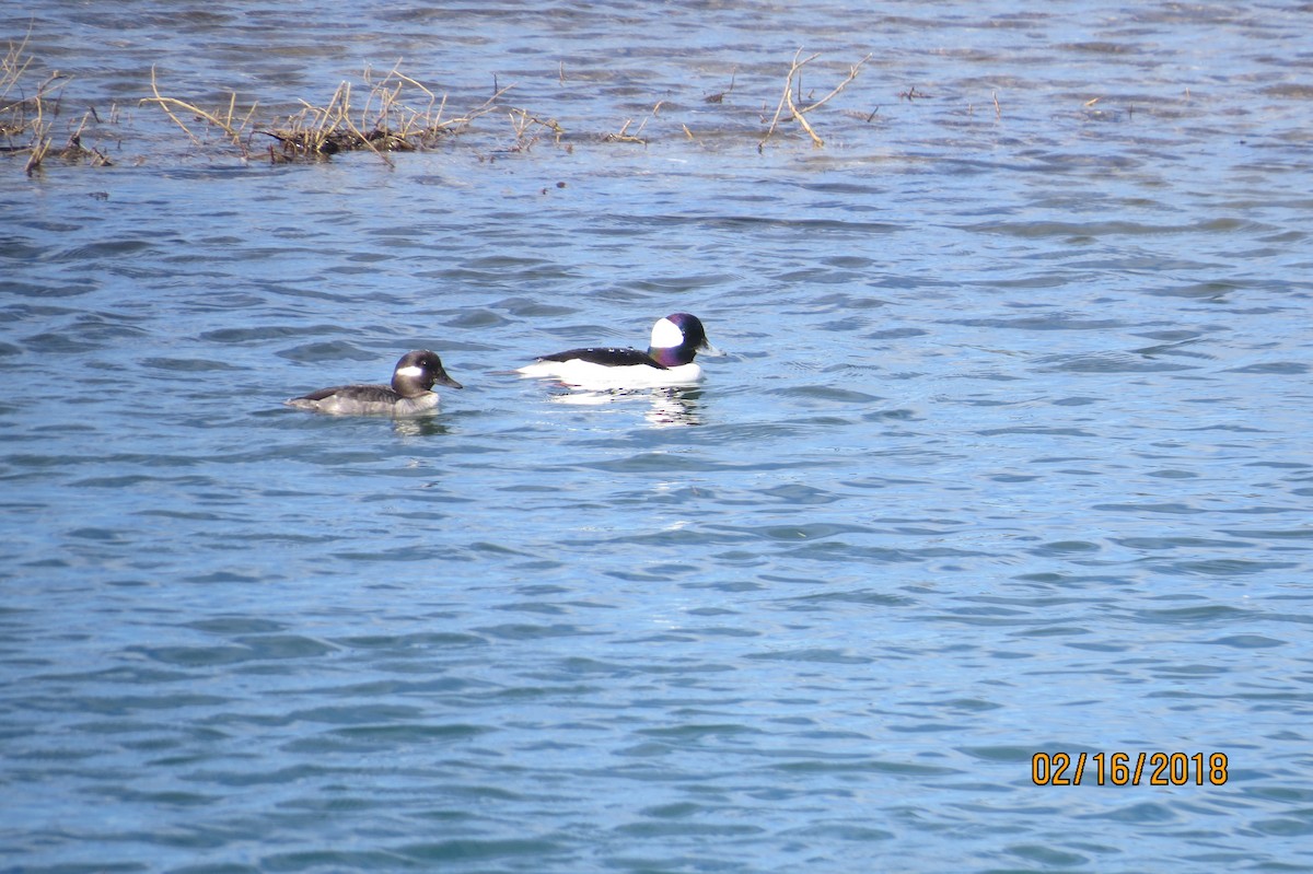 Bufflehead - Bill Palmer