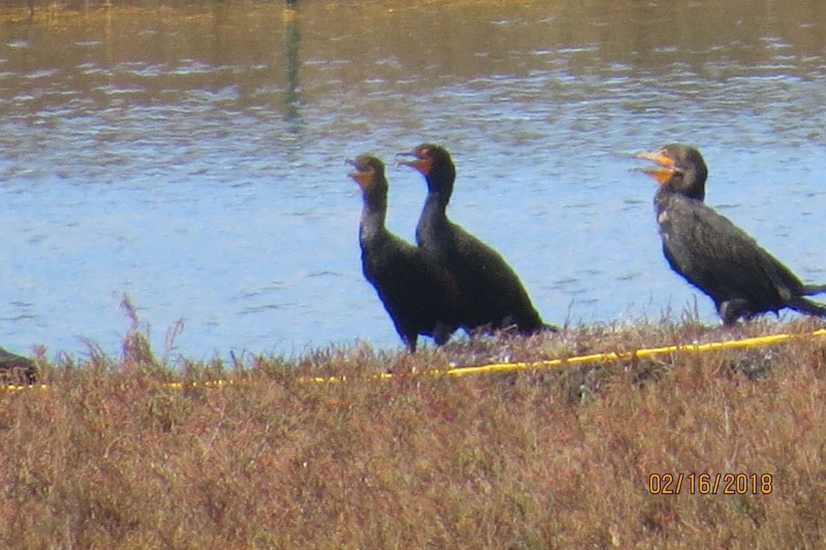 Cormoran à aigrettes - ML86197431