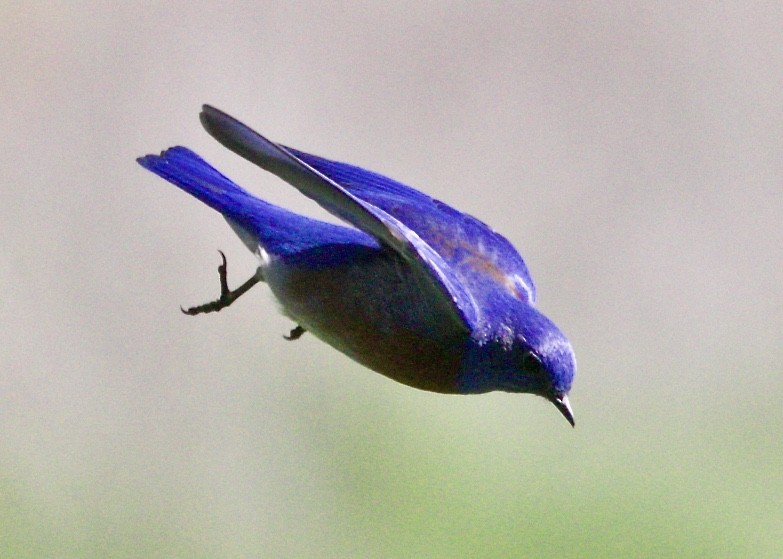 Western Bluebird - ML86197551