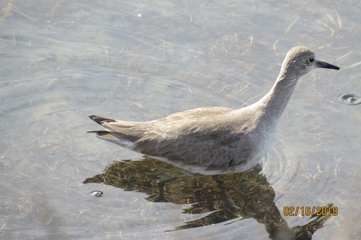 Willet - Bill Palmer