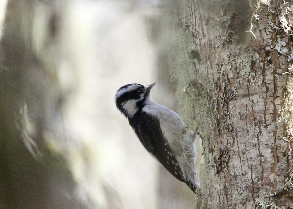 Downy Woodpecker - ML86197921