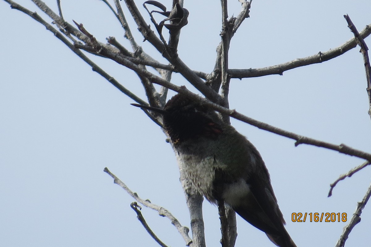 Anna's Hummingbird - ML86197951