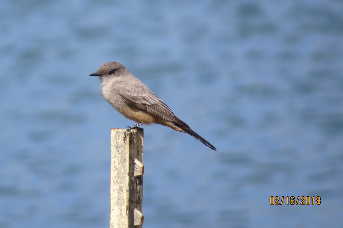 Say's Phoebe - ML86198001