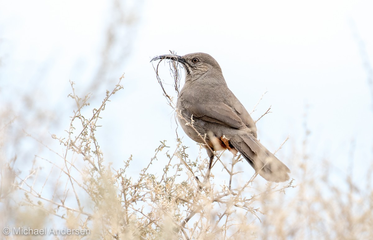 Crissal Thrasher - ML86198051
