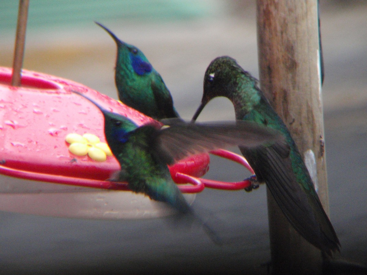 Lesser Violetear - ML86198571