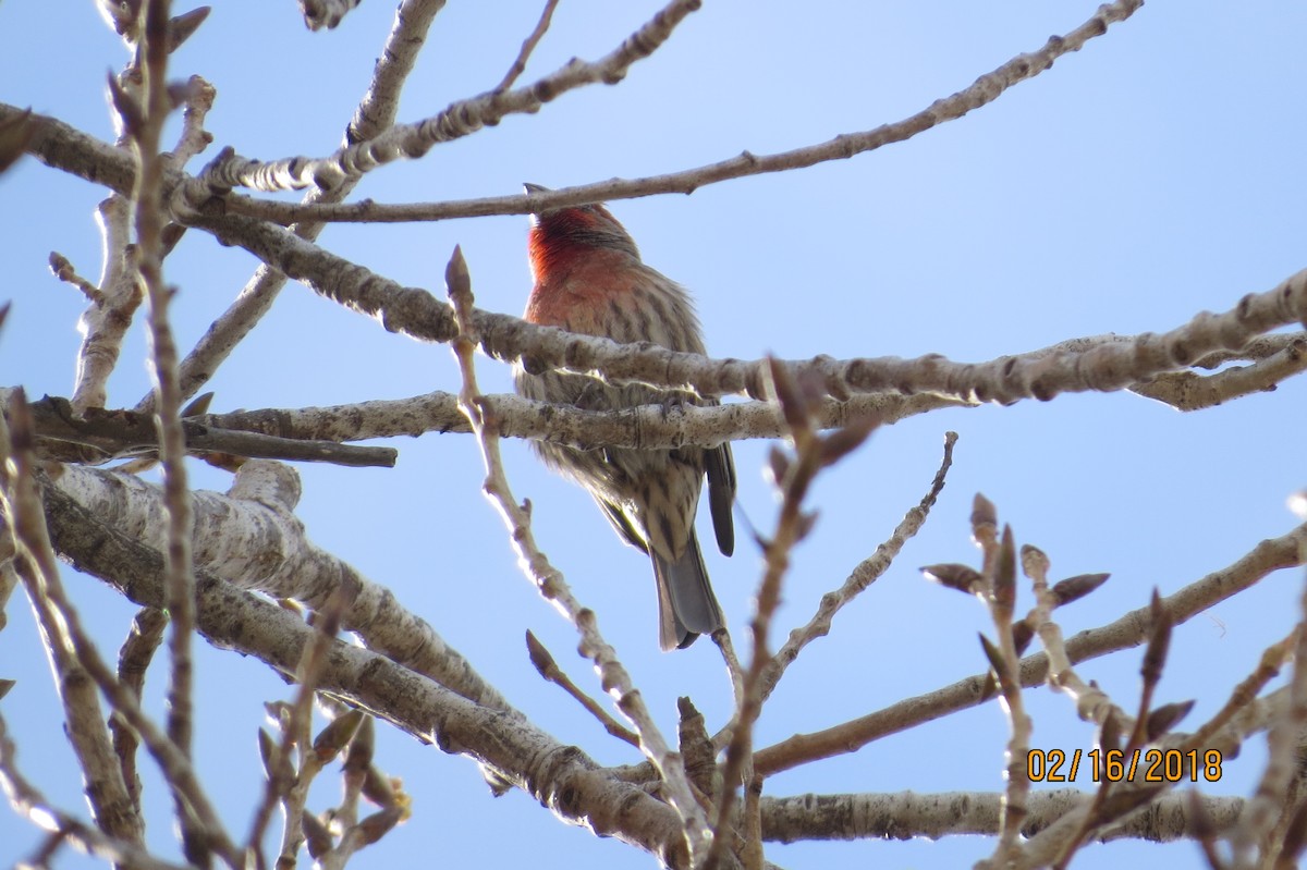 House Finch - ML86198601