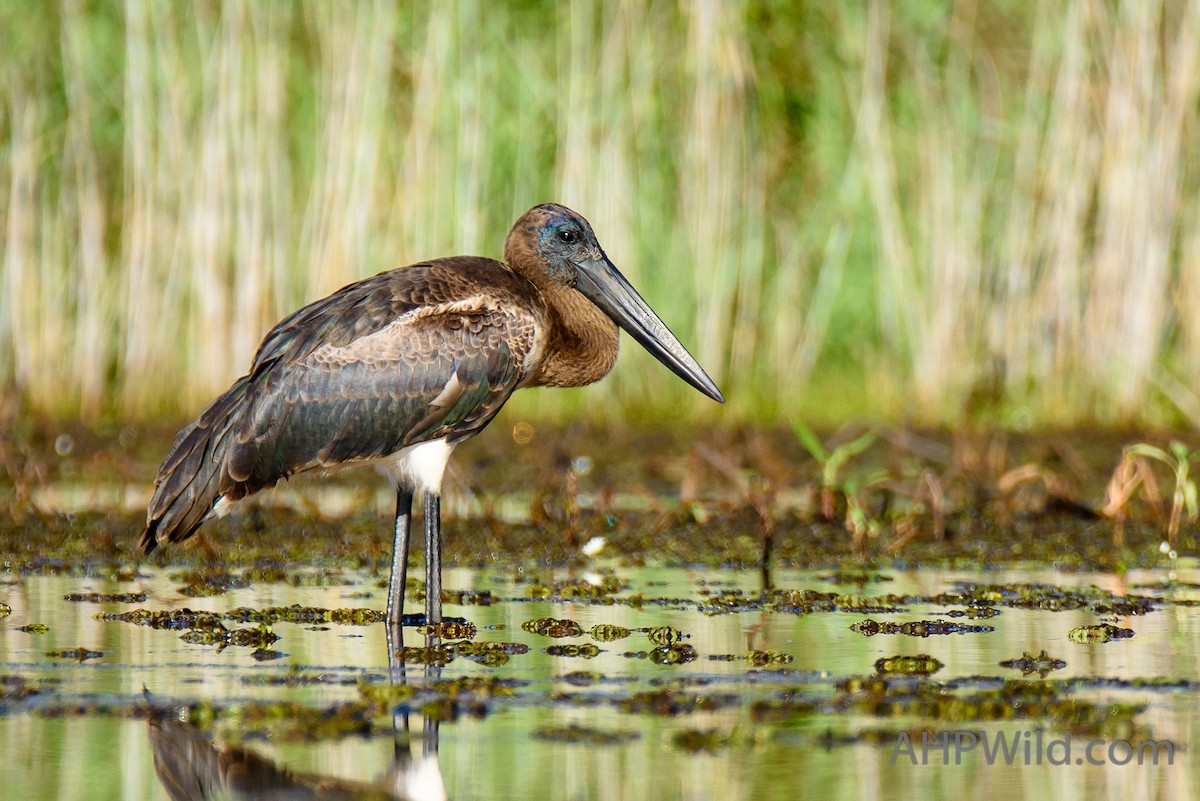 Black-necked Stork - ML86199171