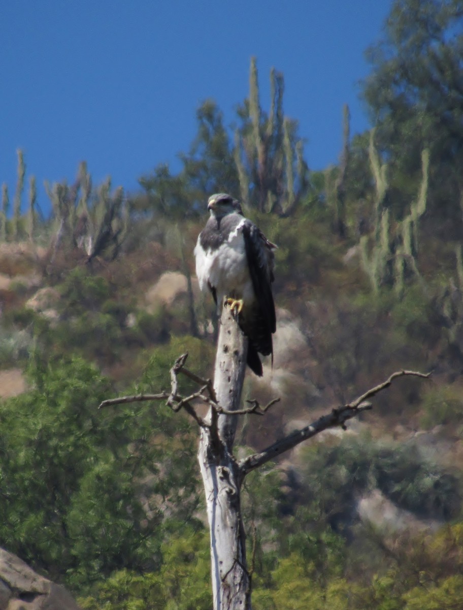 Black-chested Buzzard-Eagle - ML86200471