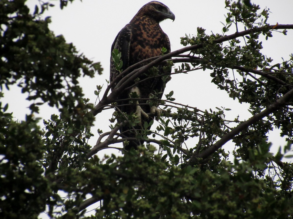 Black-chested Buzzard-Eagle - ML86200481