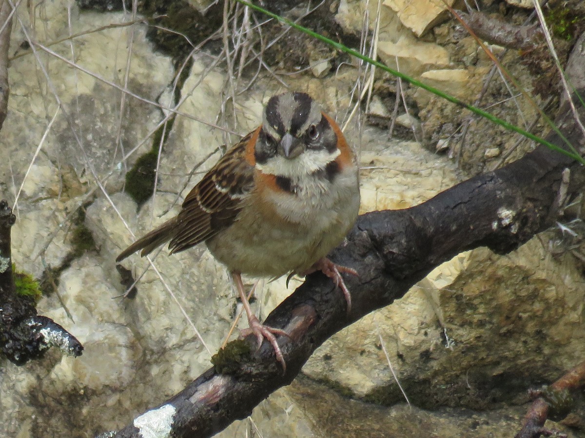 Rufous-collared Sparrow - Manuel Roncal