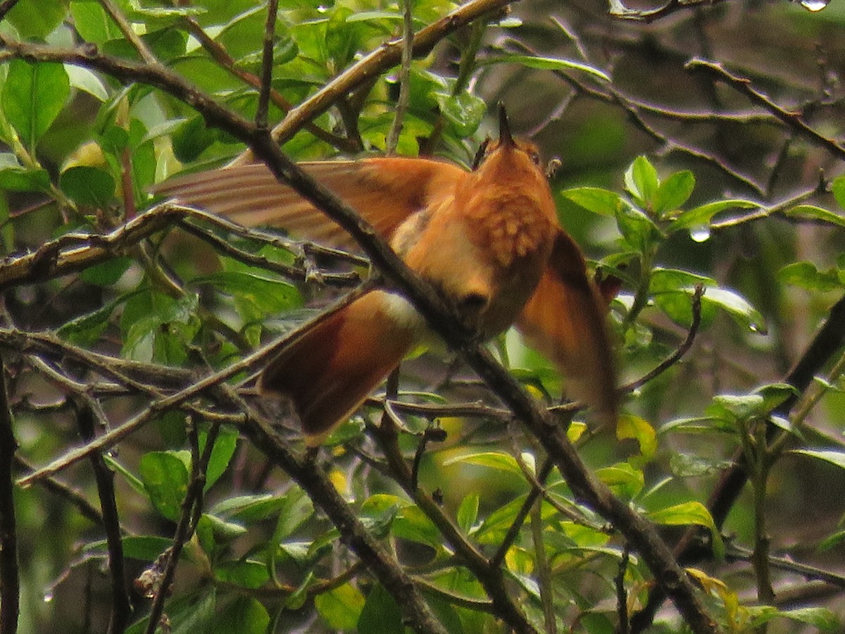 kolibřík duhovohřbetý - ML86201421