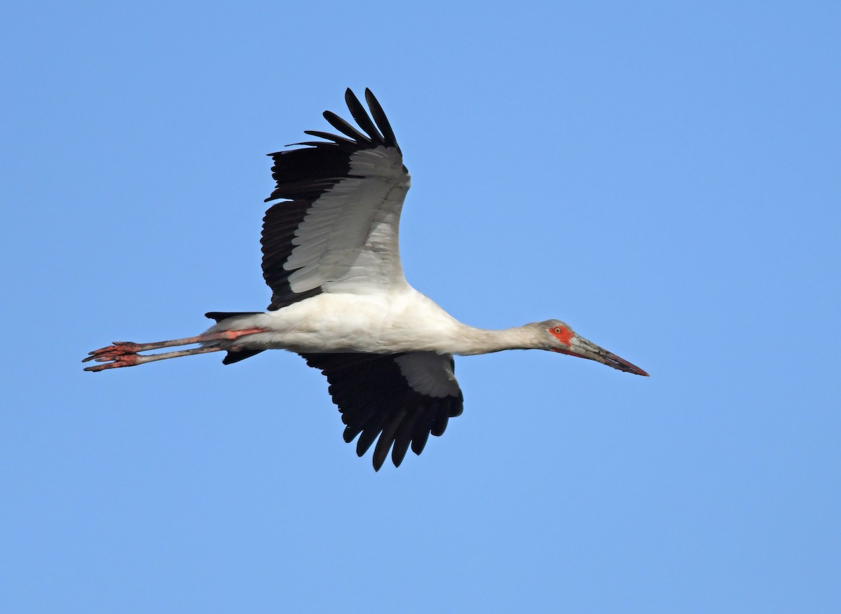 Maguari Stork - ML86202391