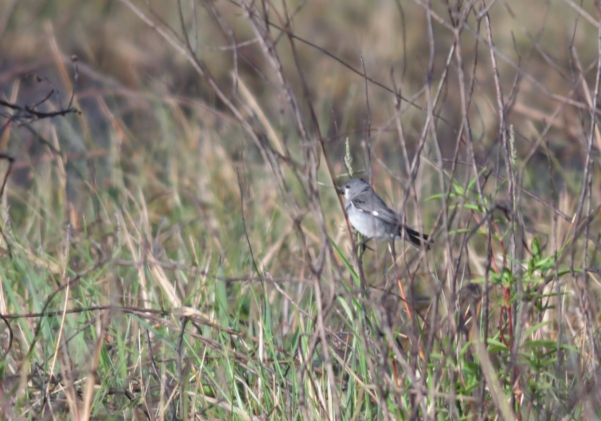 Plumbeous Seedeater - ML86202761