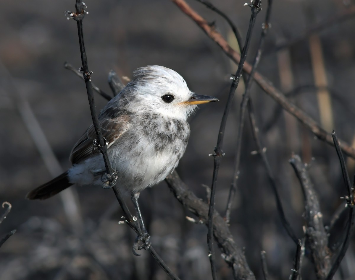 White-headed Marsh Tyrant - ML86202811