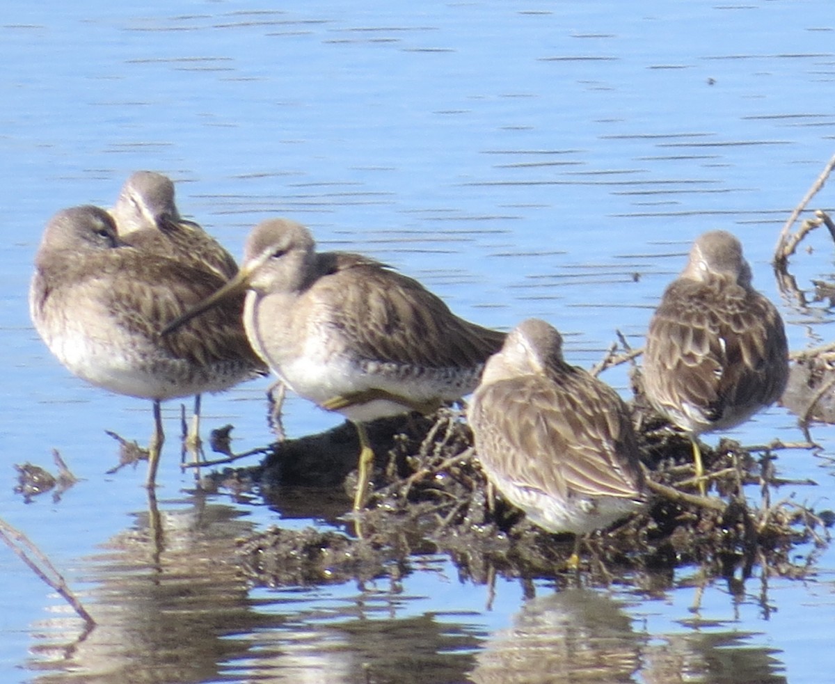 Long-billed Dowitcher - ML86205121