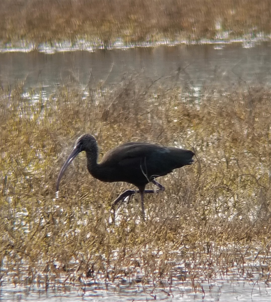 Glossy Ibis - ML86206421