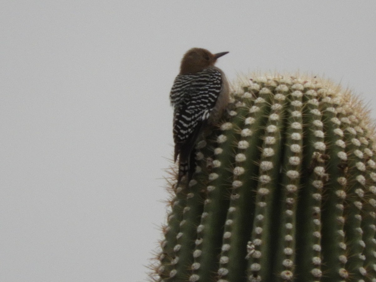 Pic des saguaros - ML86209111