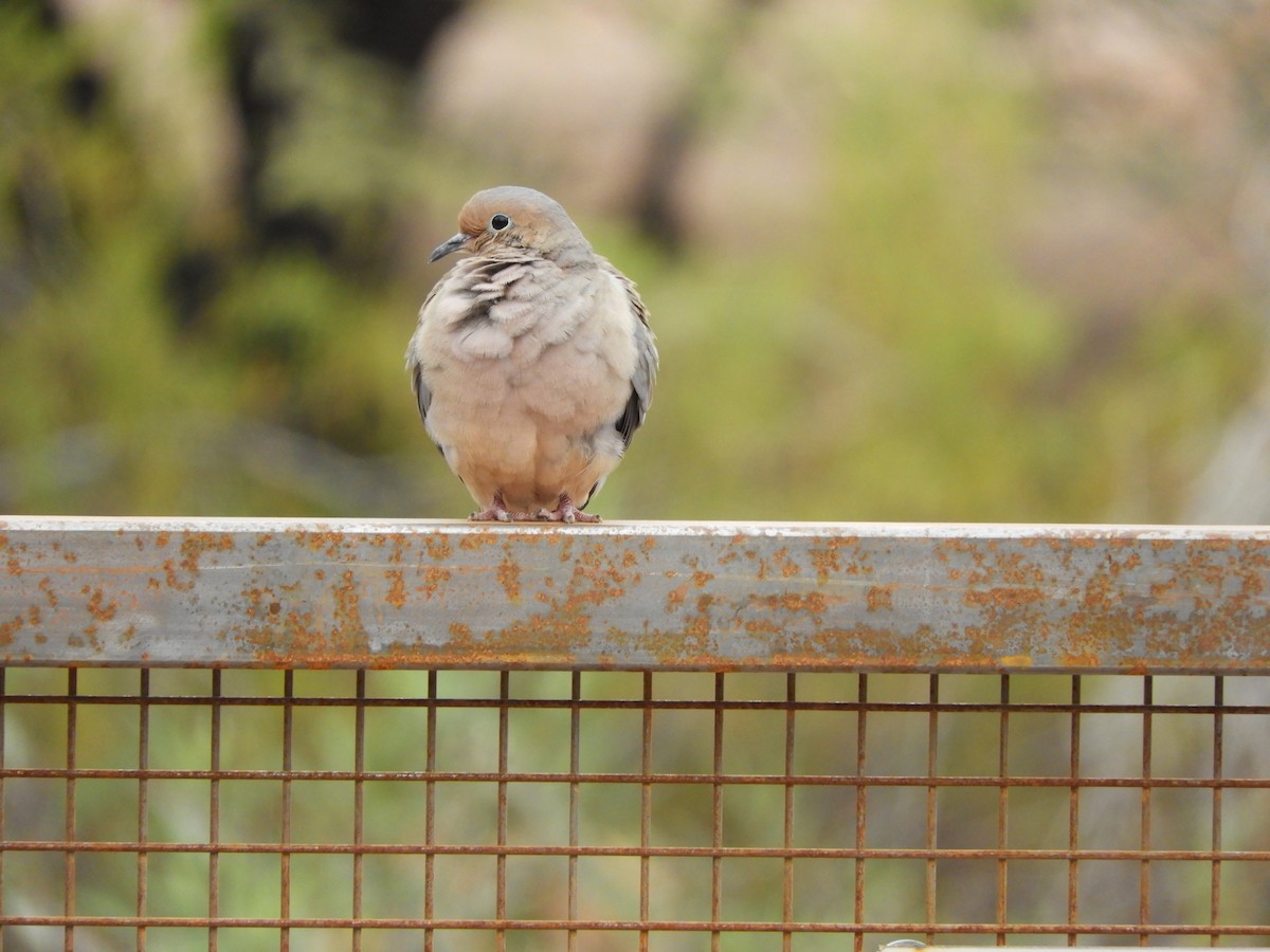 Mourning Dove - ML86209581