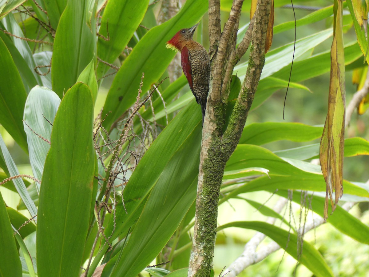 Banded Woodpecker - Yeo Yee Ling