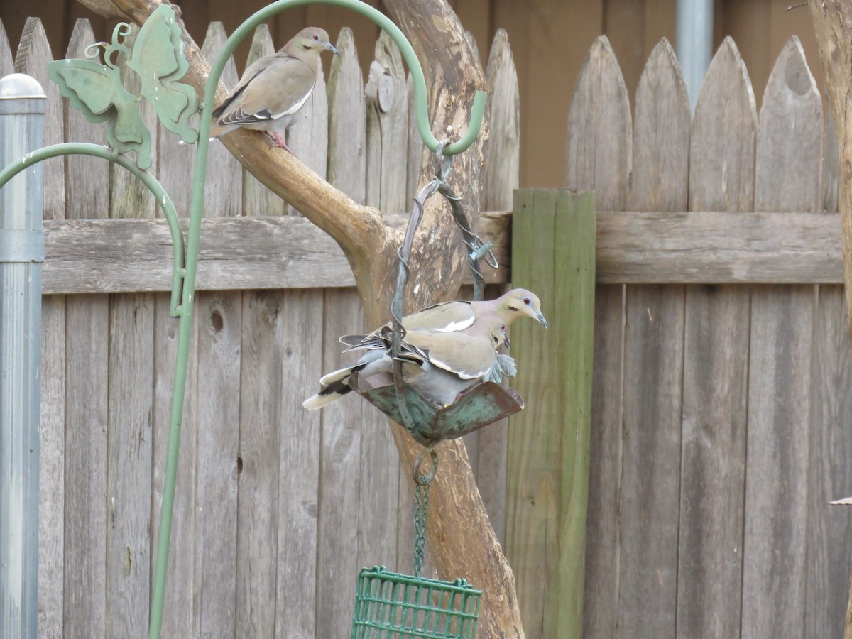 White-winged Dove - ML86211821