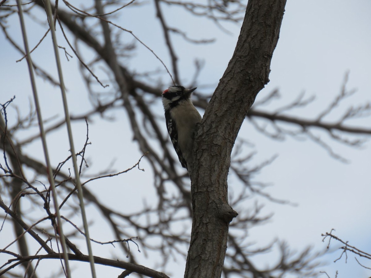 Downy Woodpecker - ML86212001