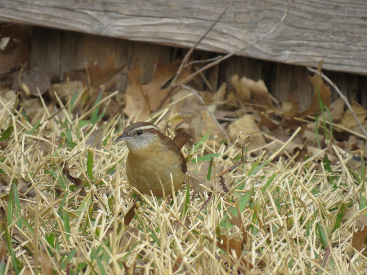 Carolina Wren - ML86212121