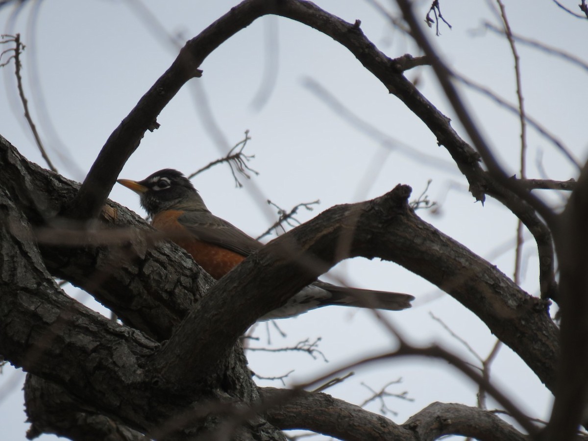 American Robin - ML86212281