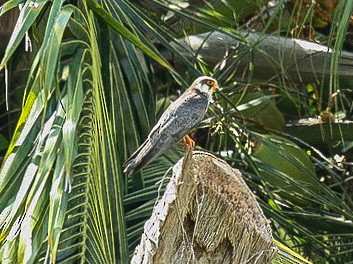 Amur Falcon - ML86212571