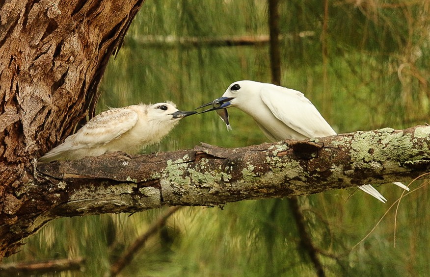 White Tern - ML86212751