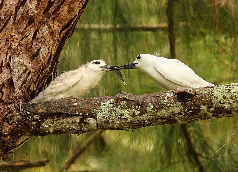 White Tern - Katherine Clark