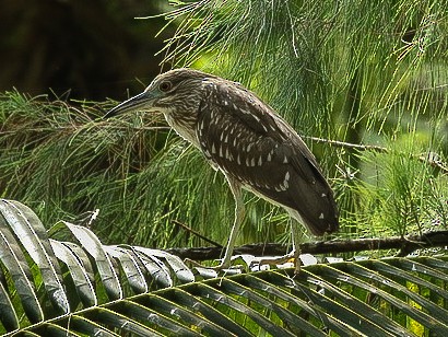 Striated Heron - ML86212841