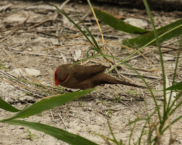 Common Waxbill - ML86212901