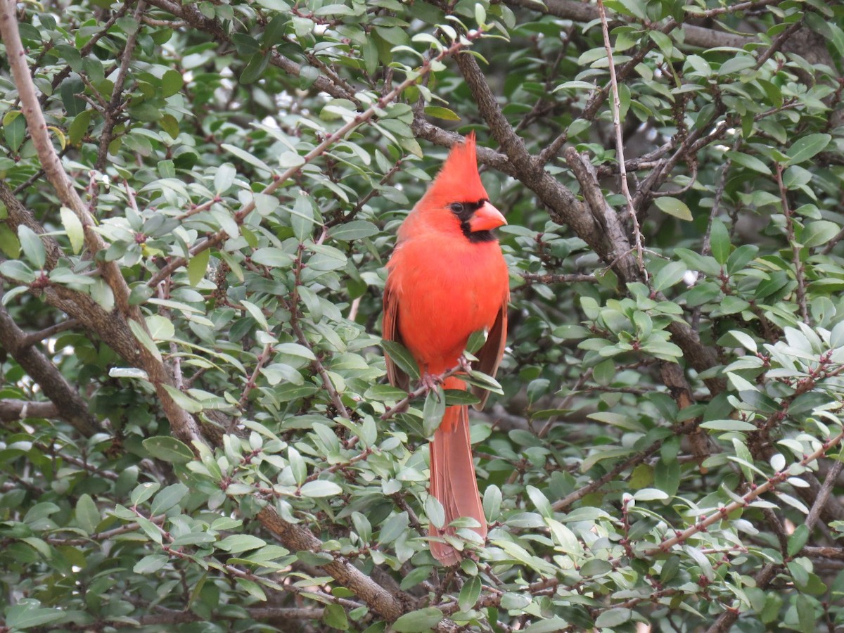 Northern Cardinal - ML86213101