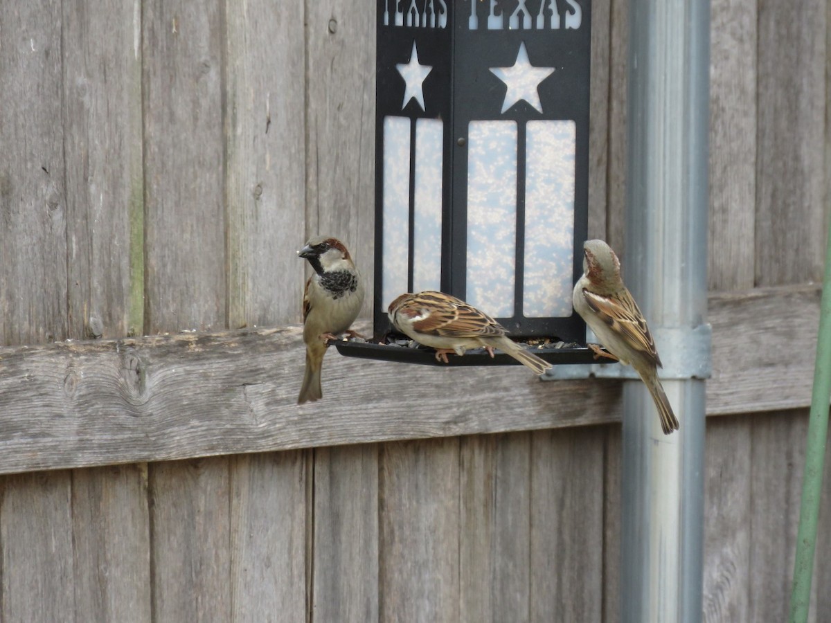 House Sparrow - ML86213351